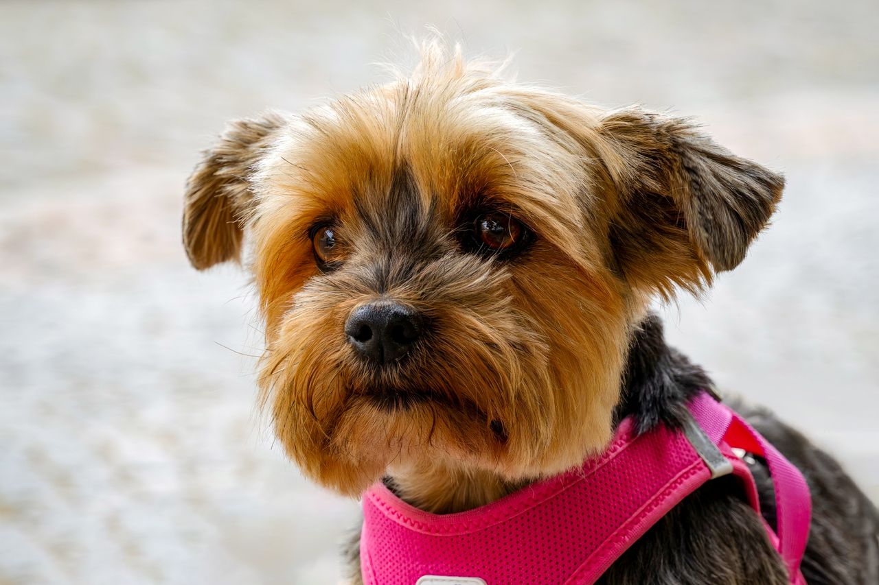 Charming portrait of a Yorkshire Terrier wearing a vibrant pink harness, exuding cuteness and personality.